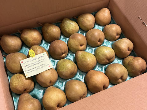 フードロスにご協力下さい‼️山形県産ラフランス【訳あり小玉5キロ】