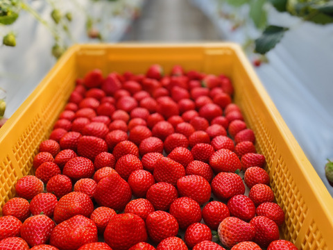 香川県オリジナルブランド🍓特選『さぬきひめ』400g化粧箱：香川