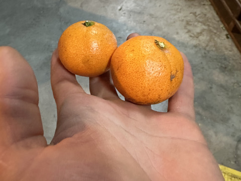 数量限定！めちゃ小玉！有田みかん 10kg