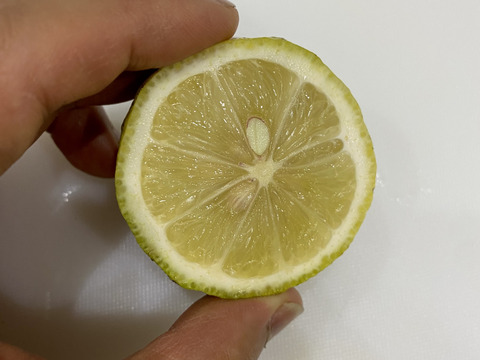 訳あり　愛媛県産　瀬戸内　栽培期間中農薬不使用　国産レモン　5kg