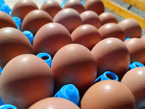 放牧卵！若のレボリューション！海外飼料不使用、自家製発酵飼料