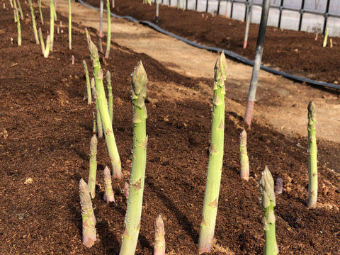 自然の恵みいっぱい雪国アスパラガス M〜L 800g