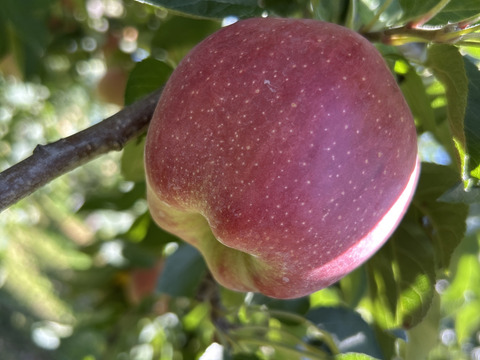 🍎希少品種🍎【スターキング】家庭用約3キロ9～15玉 ID167296