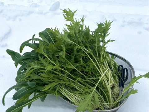 〈冬季限定！〉【京都美山】葉野菜詰め合わせ【当日採りたて！新鮮】