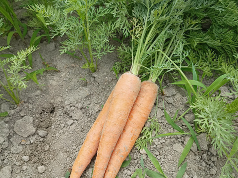 一口目は生で食べて欲しいにんじん　うす緑で皮が柔らかいズッキーニ　しっとりしたじゃがいも（とうや）のセット