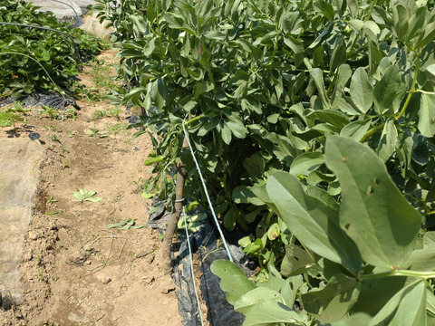 【セット商品】そら豆15個🫛と、スナップエンドウ🫛各15個 【計30個】今の時期が柔らかい！🫛※スナップエンドウの皮が少し固くなってきました（6/16）中の豆が大きめなので豆ご飯等に