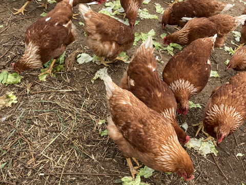 人に自然にやさしいたまご「えぼし姫」20個入り