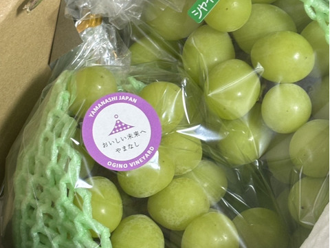 皮ごとパクリ！とっても甘くて美味しいプレミアム‼ シャインマスカット (1.2㎏以上 2～3房)ギフト・贈り物用に【贈答品】【特秀品】【秀品】【シャインマスカット賞金賞】【さわやかな甘さ部門銀賞】