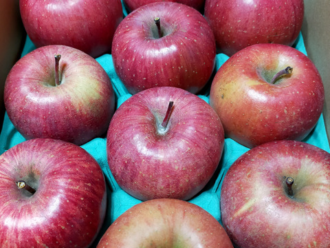 長野県認証栽培のサンふじ3ｋｇ