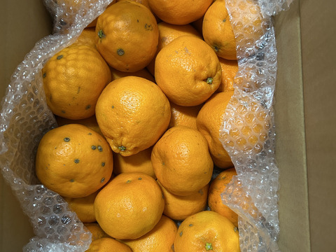 静岡県産　濃厚完熟みかん【はるみ】
ご家庭用　4.5ｋｇ