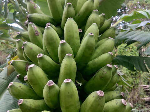 贅沢　まるごと島バナナ　（軸ごと10キロ以上）