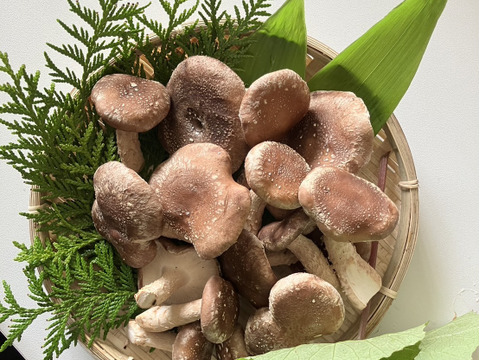 北海道産！生しいたけ🍄お買い得の規格外品１kg