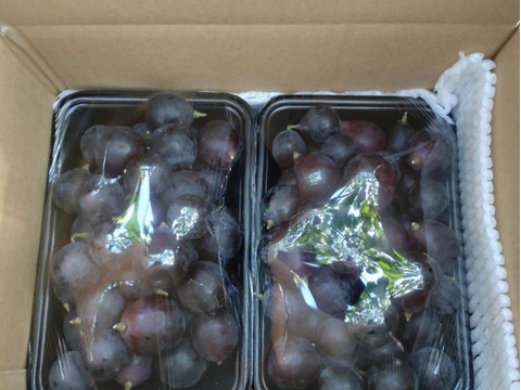 【超超訳あり】ナガノパープル 1.8kg(900g×2パック)【バラ粒・加工用】