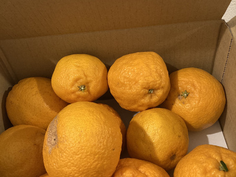 完熟で甘い！静岡県産 不知火（しらぬい／デコ）（M～L、8～12玉）〈糖度13～17度〉約２㎏（箱込）