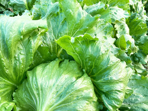 【朝どれ】【クール便】新鮮採れたてレタス4玉入れてお届け‼️