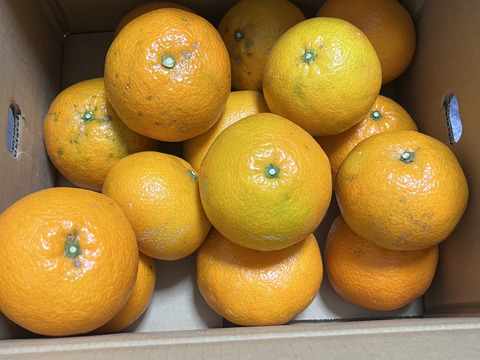 そら伊予柑【癒される香り】愛媛産 伊予柑 訳あり 4kg
