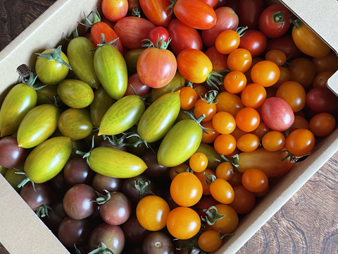 《食べ比べ》オーガニックカラフルミニトマト3kg