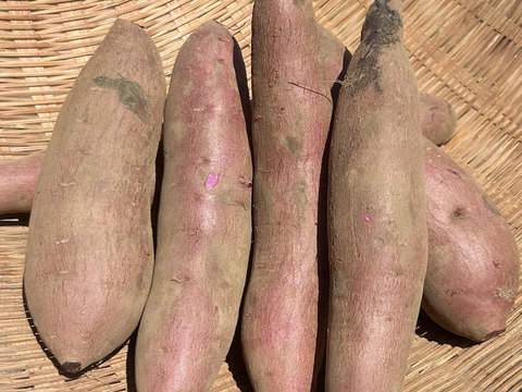 オーガニックさつまいも【紫芋の中で最高糖度】（3kg）ふくむらさき