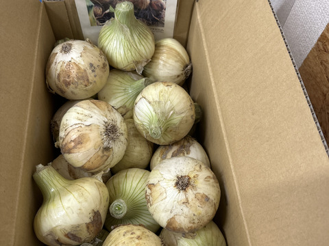 【5kg】 淡路島産 新たまねぎ 兵庫県認証食品 ひょうご安心ブランド レシピ付き！ 南あわじ市 ご家庭用 サラダ 玉ねぎ