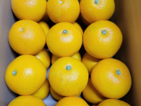 【特別栽培】和歌山県産　八朔(10kg)【3Lサイズ】