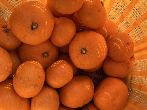 訳あり石地ミカン　甘くて美味しい5k