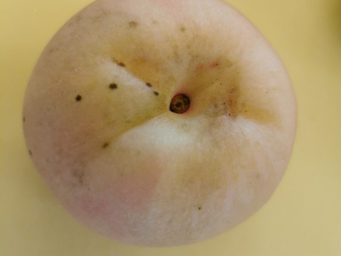 【訳あり品】園主におまかせ★岡山の桃（2kg箱）