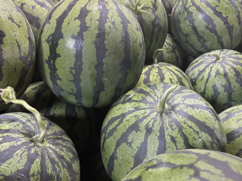 父の日のプレゼントに！シャリ感甘みしっかり極上スイカ11kg以上1個