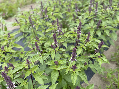 有機ホーリーバジル300g