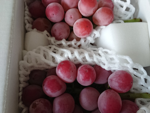 赤ブドウの女王　クイーンニーナ（700g）