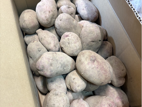 【訳あり】北海道 【越冬熟成じゃがいも】 レッドムーン（5kg）