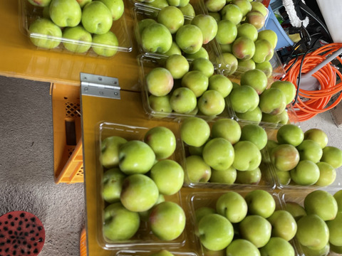 大石早生 家庭用 小玉 山形県 朝日町産 スモモ 約3kg プラム