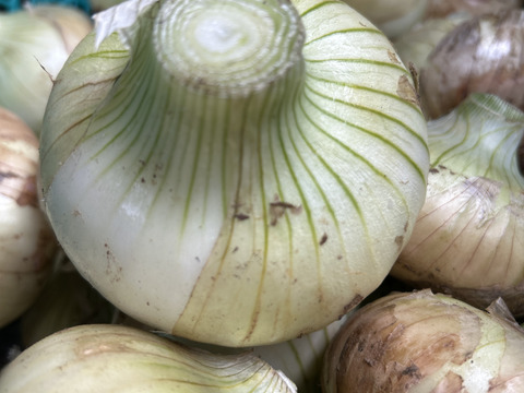 とろっとろ　新玉ねぎ　１０kg