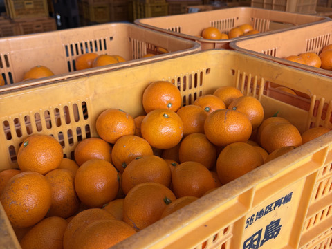 【大玉】樹上熟成！広島県産 ｢石地みかん｣ 10kg箱