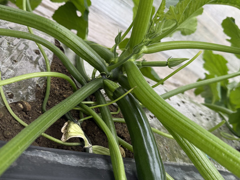 トマトと規格外ズッキーニセット　約1.5㎏