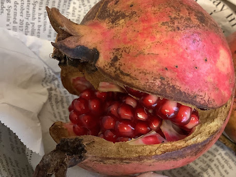 【希少‼数量限定】国産ザクロ　約250ｇ　※早い者勝ちです。