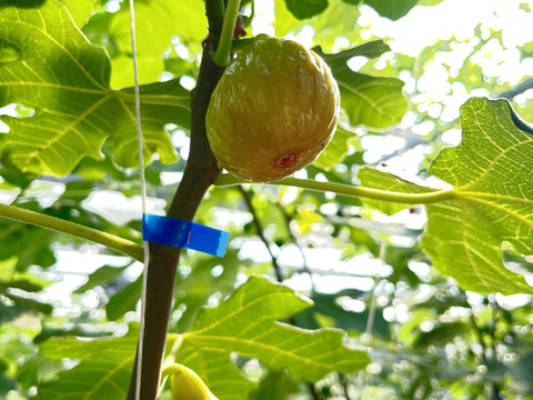 THE FIG ～皮ごと食べれるいちじく～