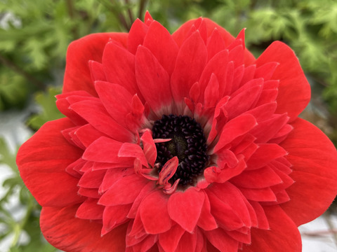 【アネモネ】ピンクなど暖色系&白　　💐12本2束セット💐