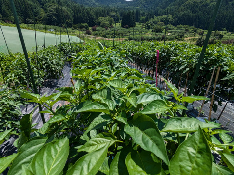 ピーマン　規格外　約120個前後　6キロぐらい　大小様々