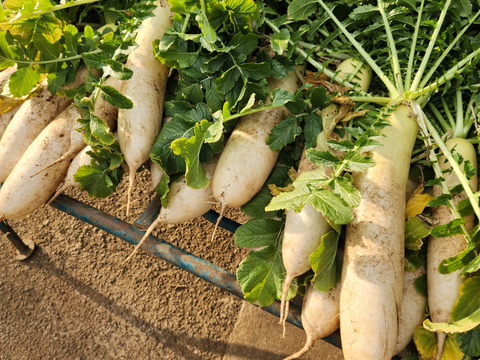 旬の野菜セット ！！