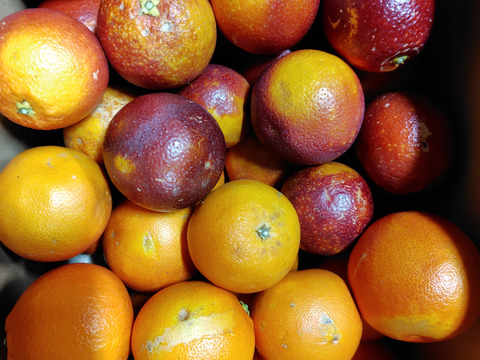 【ジュース用】ブラッドオレンジ   約5kg