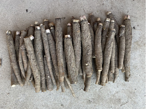 【自然栽培】大浦ごぼう　3㎏　（牛蒡・ゴボウ）