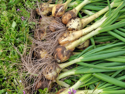 今が最高に美味しいサラダ玉ねぎ　3キロ