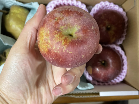 太陽の光を浴びた☆B級品サンふじ☆家庭用企画