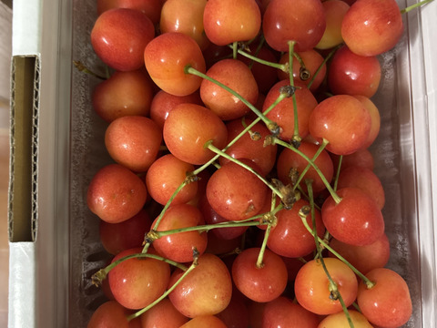 〈予約販売〉お試しサイズ　もぎたて当日発送　佐藤錦　500ｇ　家庭用　6月中旬～順次発送　さくらんぼ