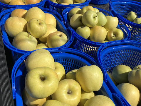 シャキッと甘い 青森県産完熟葉とらずトキりんご 5kg（15個前後）贈答、ギフト、家庭用にも