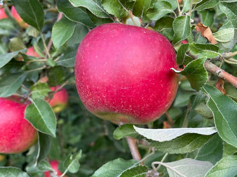\10日まで/『紅玉』 3キロ箱満杯詰め 【アップルパイ🥧】【ジャム】【焼肉のたれ】【酸味強い】【固い】【加工に最適💯】【山形県産りんご🍎】