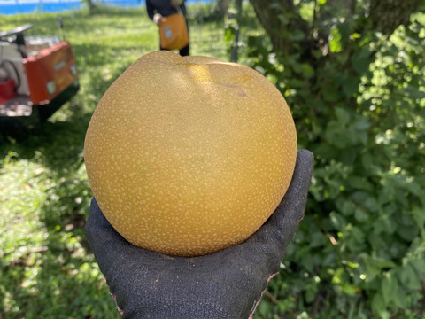 のどごし！感じるジューシーさと甘みの中に絶妙な酸味！魅力たっぷりの豊水梨【5kg】