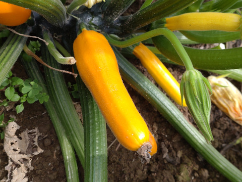 【お買い得☆旬の野菜セット（10品〜13品目）☆７月☆８月】新鮮お野菜🌿🫛🧅農薬、除草剤、化学肥料等、一切不使用☆ゆうパック🏣80サイズにたっぷりお入れいたします☆