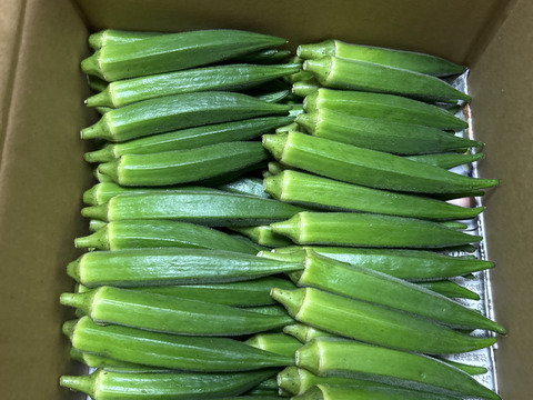 収穫当日出荷！穫れたて『オクラ』1kg