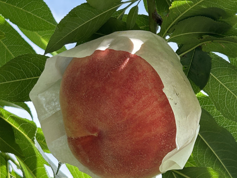 硬めのモモがお好きなあなたへ！　なつっこ　（ご家庭用1.4kg）